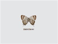 藏品(拉拉山鑽灰蝶)的圖片